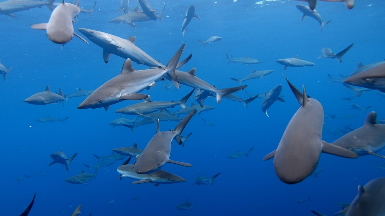 Shark School with Jessica Harvey