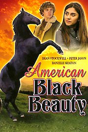 American Black Beauty