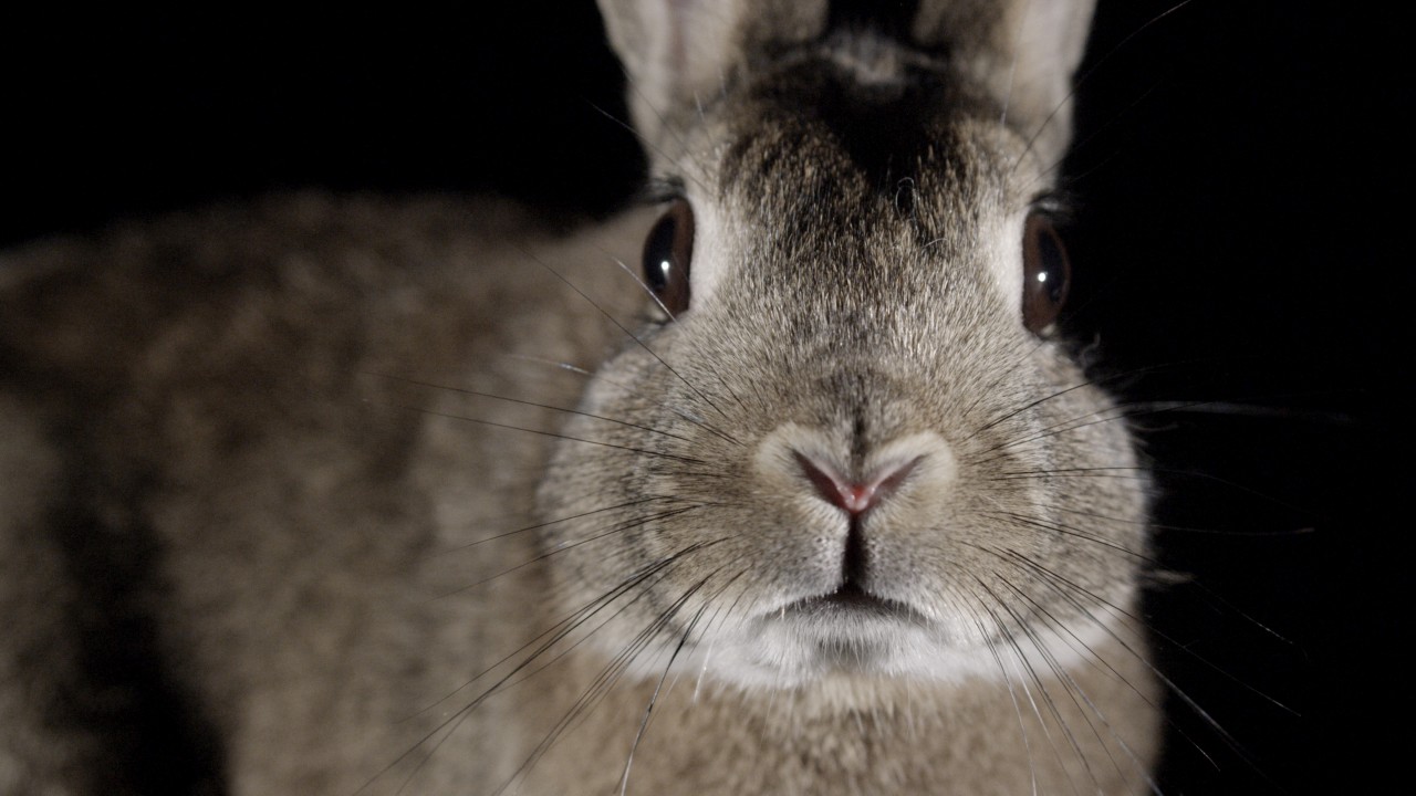 The Surprising World of Rabbits