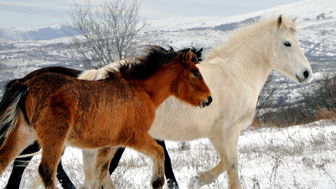 The Adventure of America's Horses