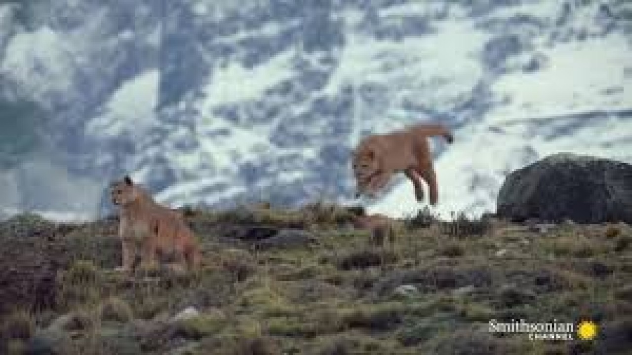 Into The Puma Triangle