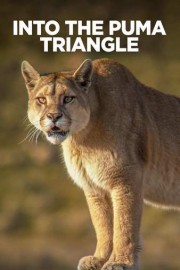 Into The Puma Triangle