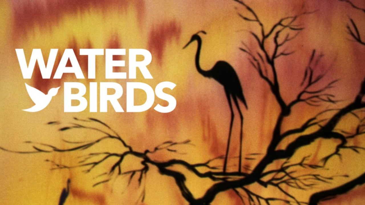Water Birds