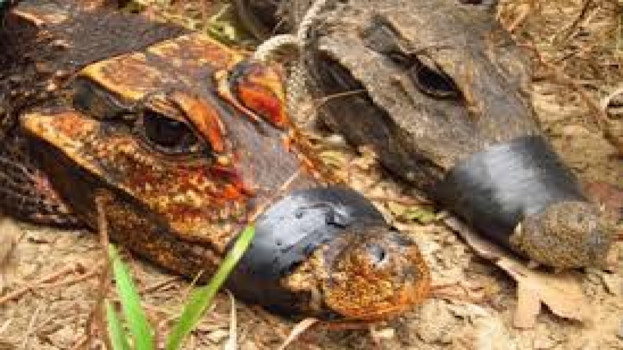 Cave Crocs of Gabon