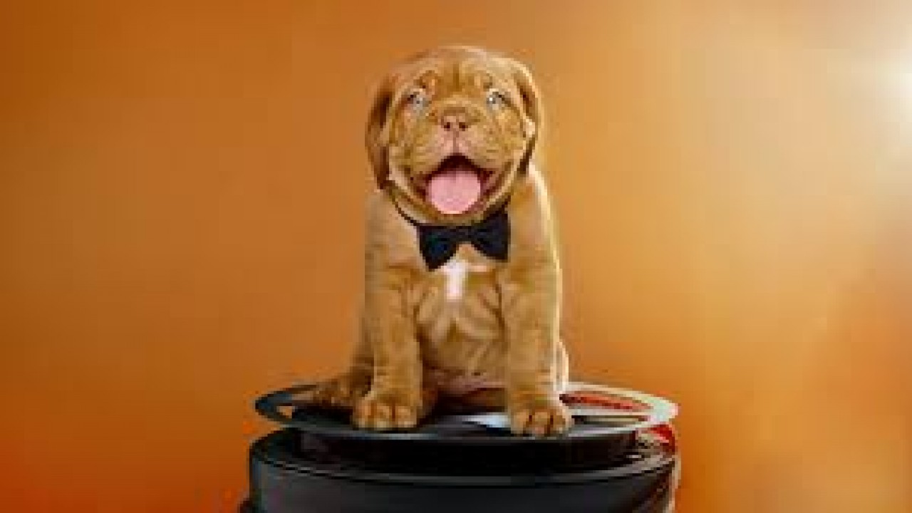 Dog Film Festival Vol. 2