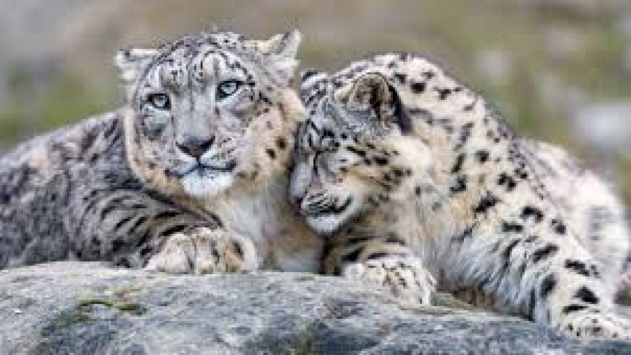 Survival of the Snow Leopard