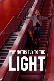 Why moths fly to the light?