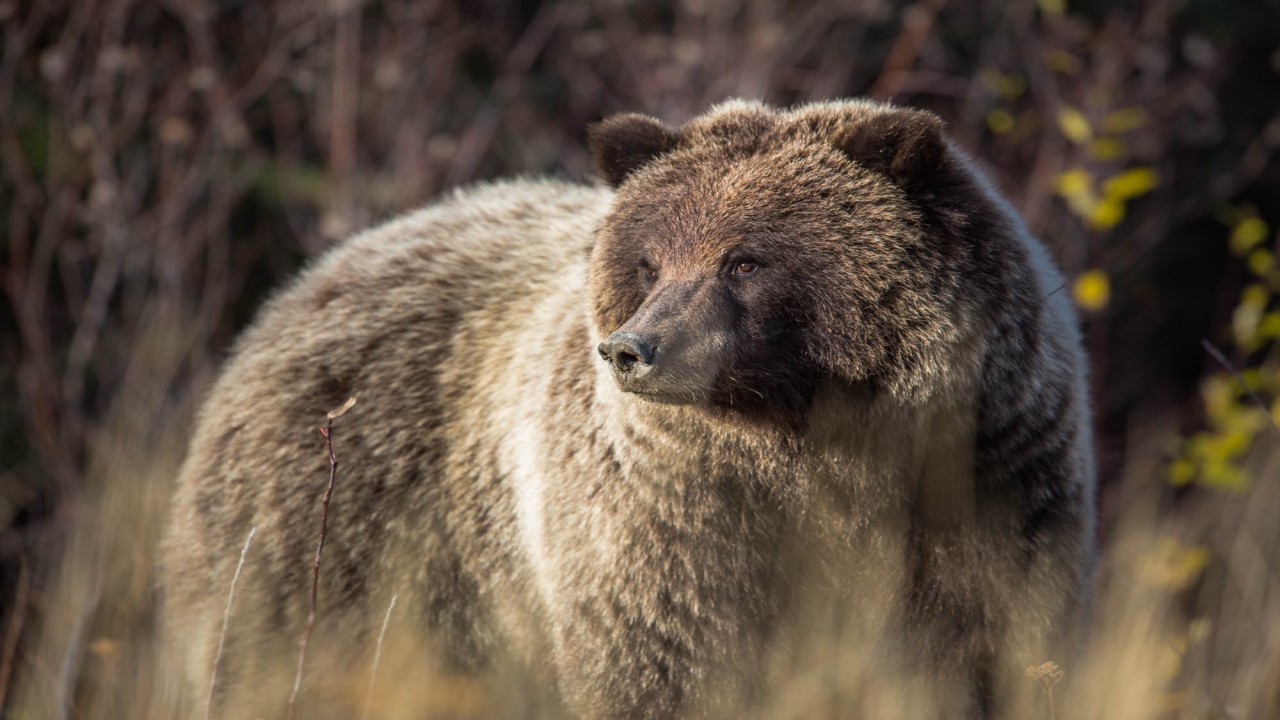 Yukon's Wild Grizzlies