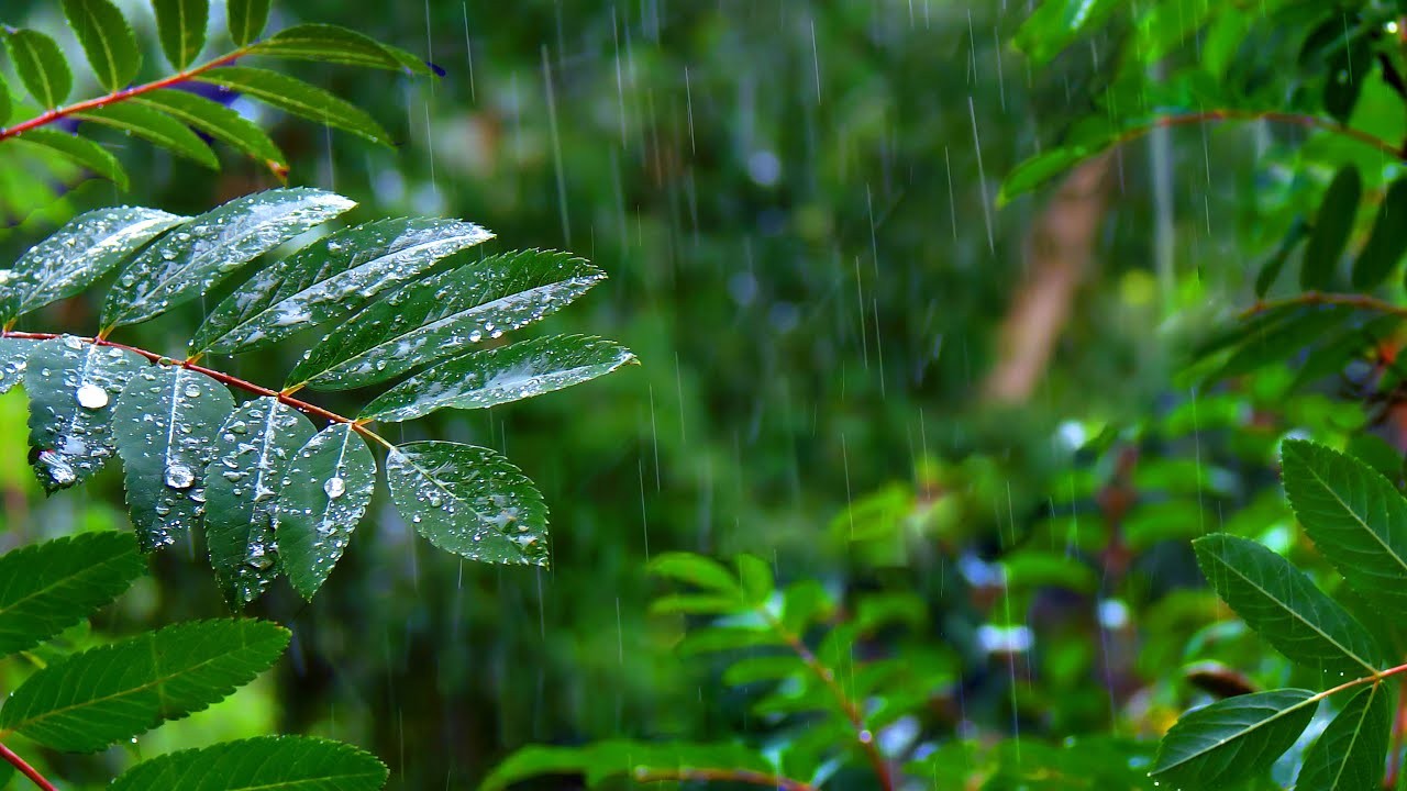 Rainforest Rain Sounds for Sleeping or Studying White Noise Rainstorm