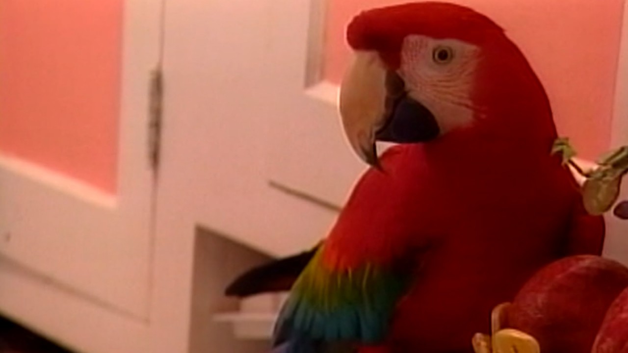 Bird's Eye View: An ET's Solution for Humanity