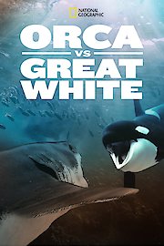 Orca Vs Great White