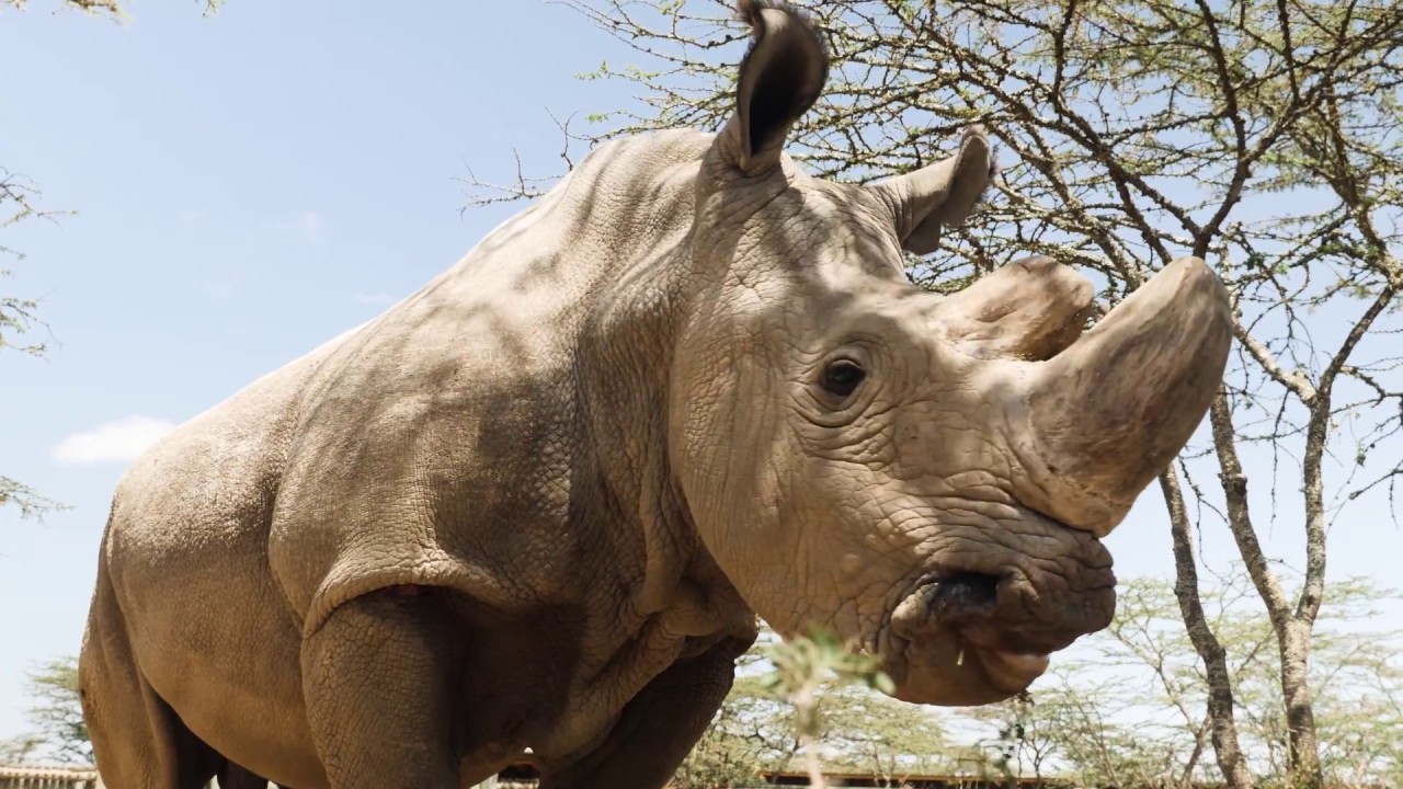 The Last Male on Earth