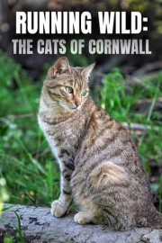 Running Wild: The Cats of Cornwall