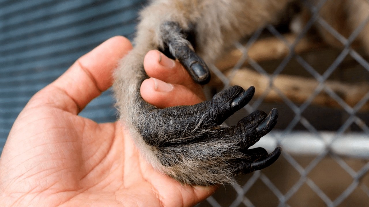 The Center: Gibbons and Guardians
