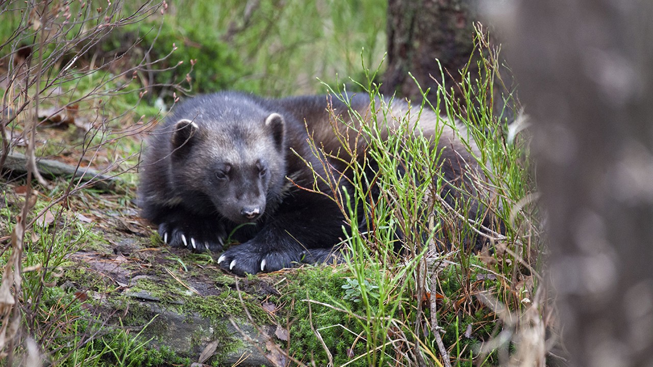 Wolverine: One Tough Mother