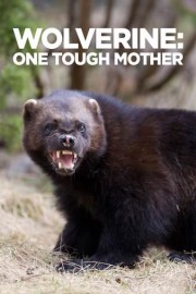 Wolverine: One Tough Mother
