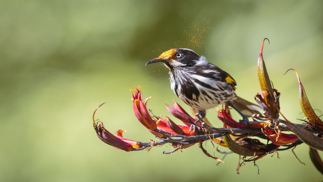 Australian Small Birds