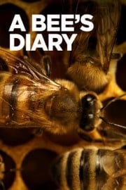 A Bee's Diary