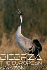 Biebrza: The European Amazon