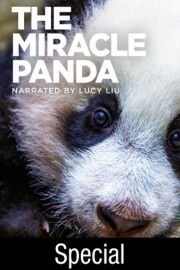 The Miracle Panda