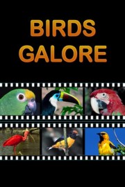 Birds Galore