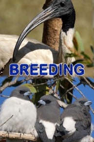 Breeding