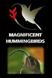 Magnificent Hummingbirds
