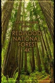 Redwood National Forest 4K