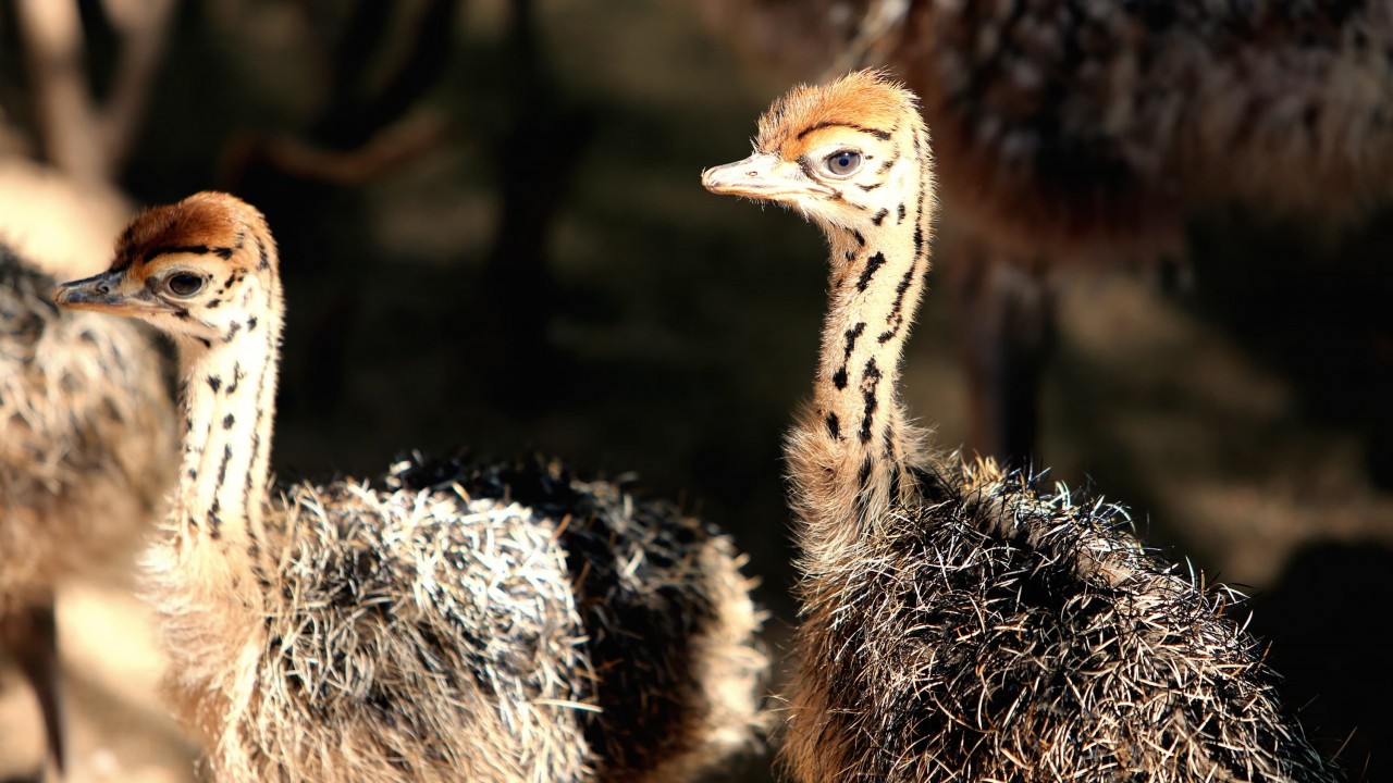 Strangest Bird Alive