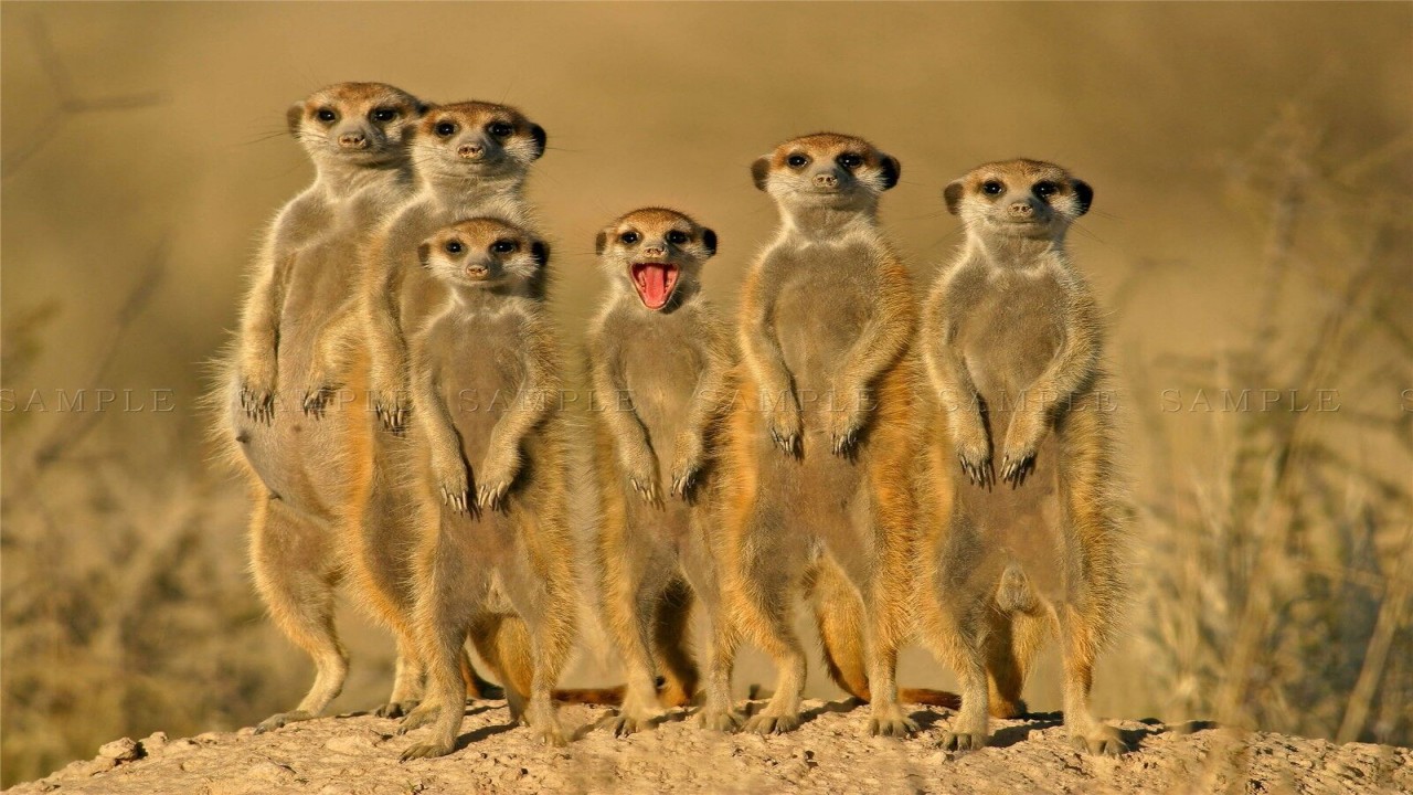 Clan of the Meerkats