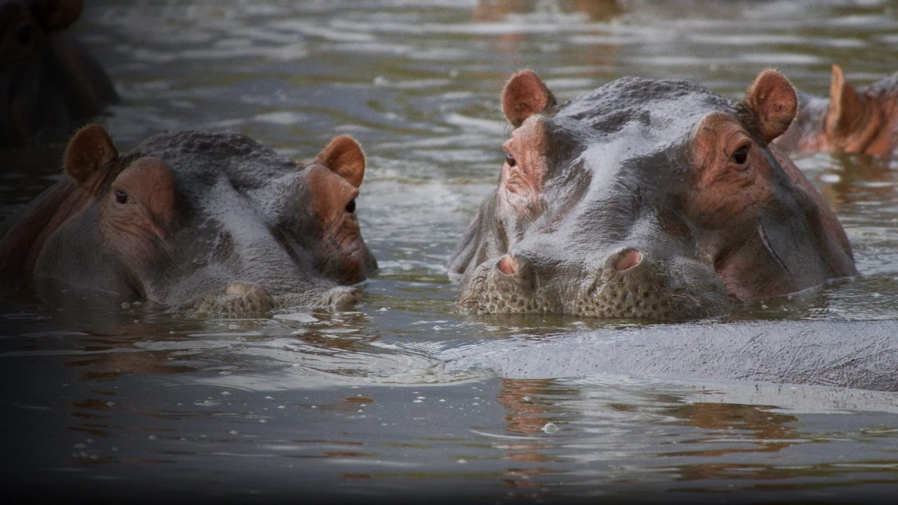 Hippo Supremacy