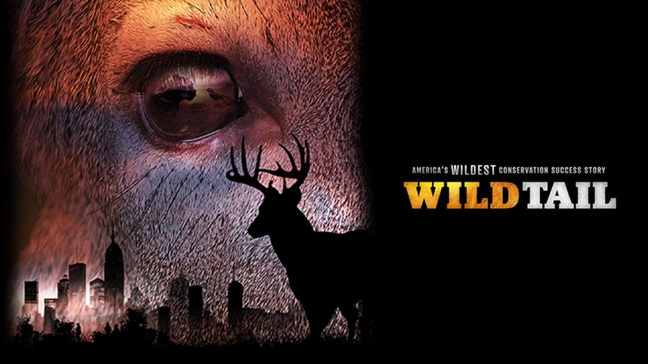 WildTail: America's Wildest Conservation Success Story
