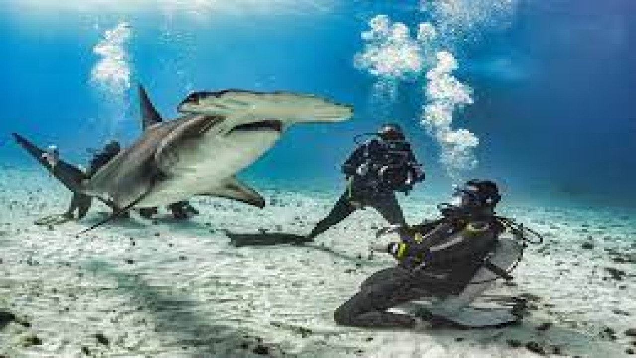 Shark vs. Ross Edgley