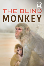 The Blind Monkey