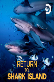 Return to Shark Island