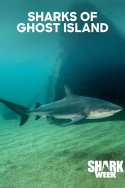 Sharks of Ghost Island