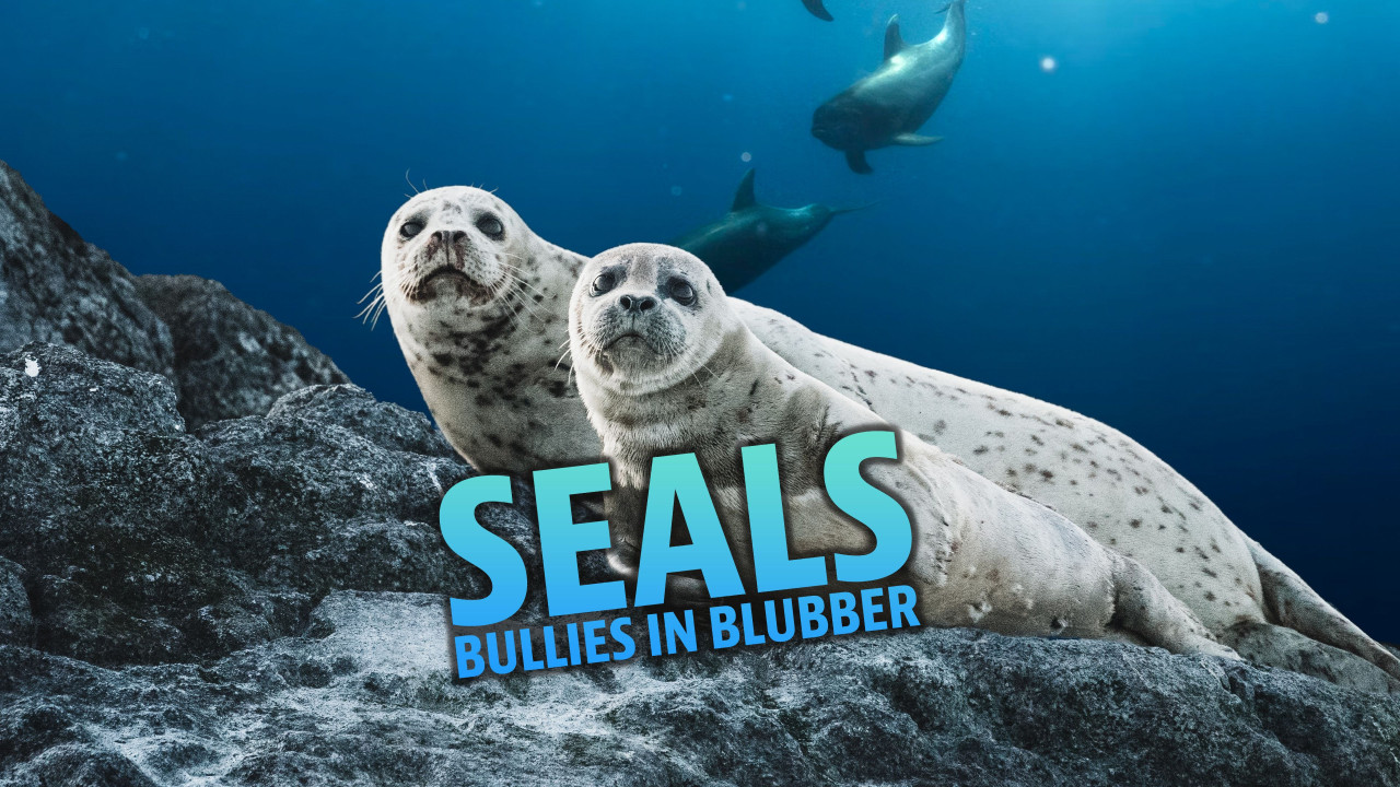 Seals - Bullies in Blubber
