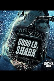 6000-LB. Shark