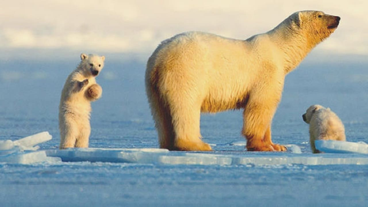 My Journey With a Polar Bear