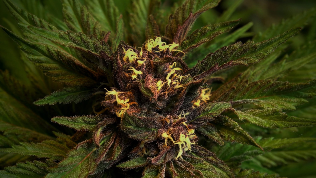 Nectarball: The Story of Cannabis Healing Mind, Body, and Planet