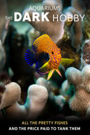 Aquariums: The Dark Hobby