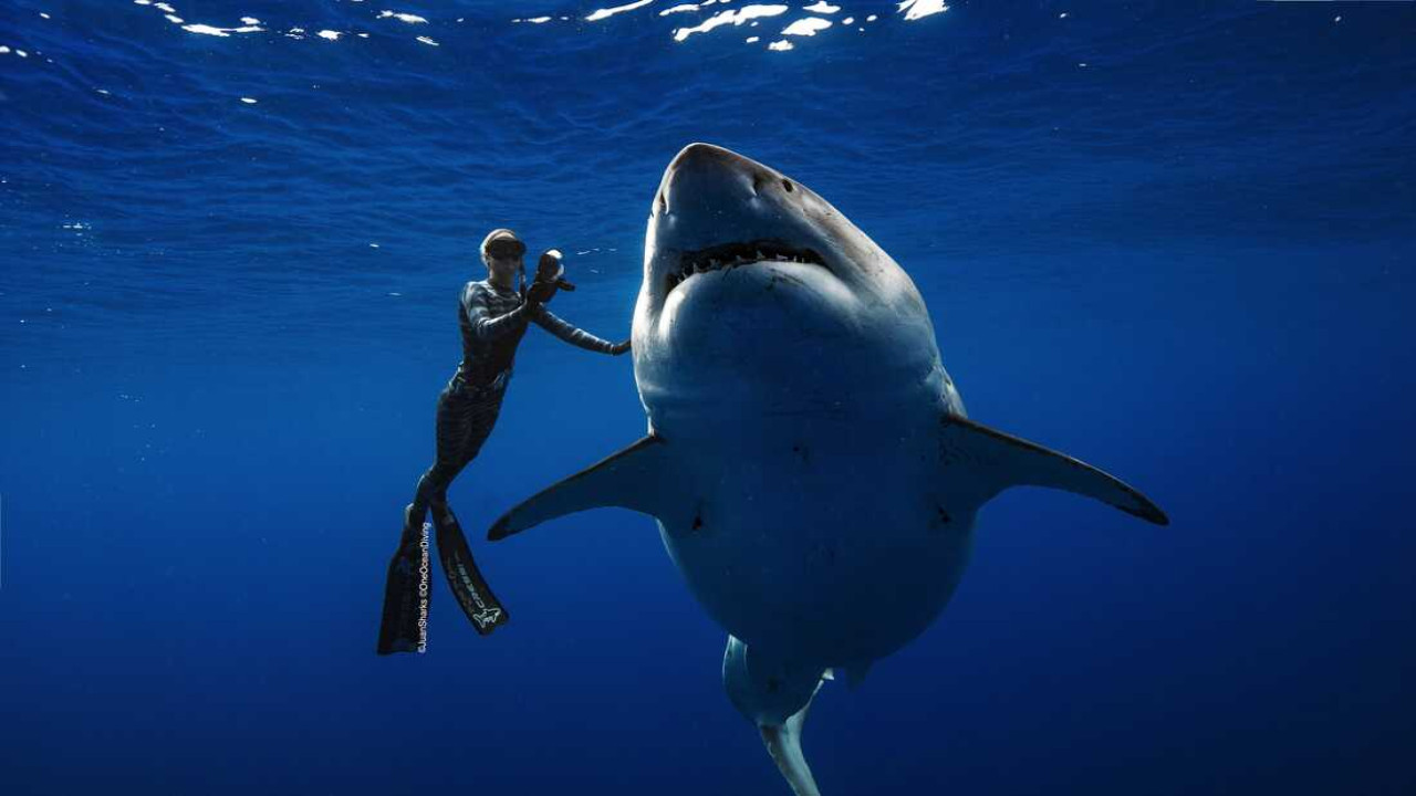 Blue World: Shark Encounters in the Deep
