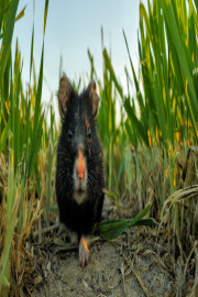 The Last Commom Hamster