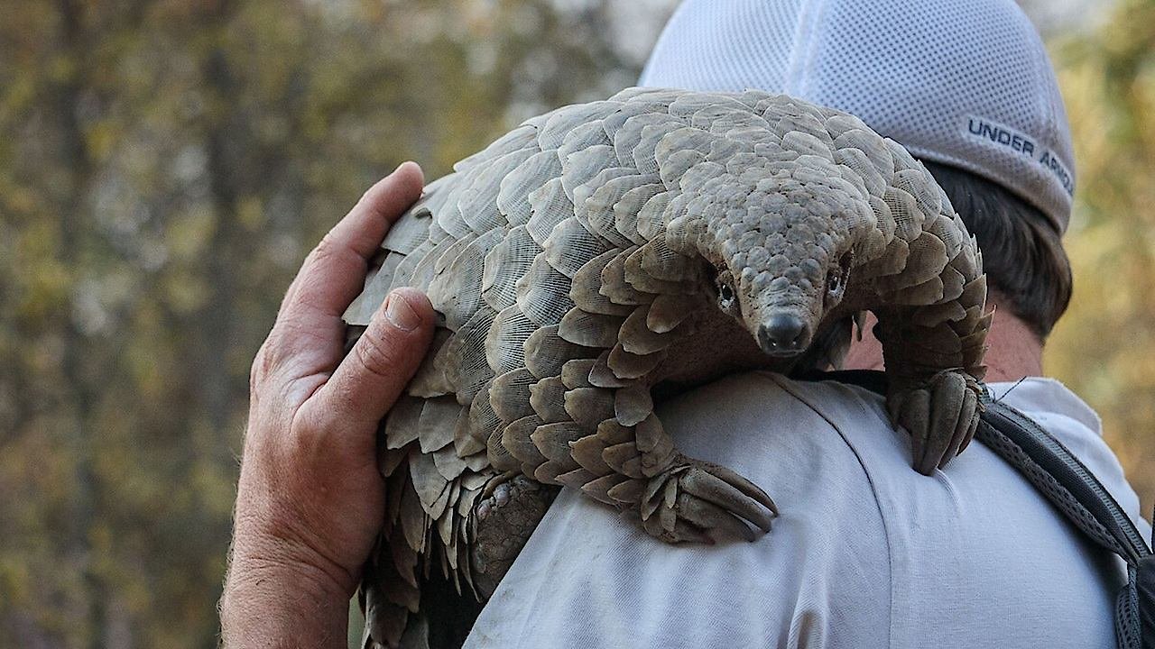 Pangolin: Kulu's Journey