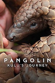 Pangolin: Kulu's Journey