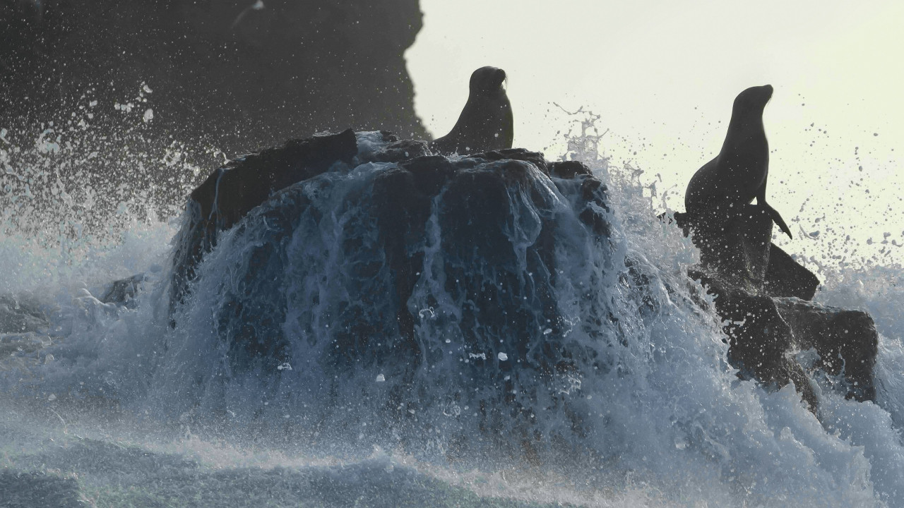 Sea Lions of the Galapagos
