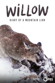 Willow: Diary of a Mountain Lion