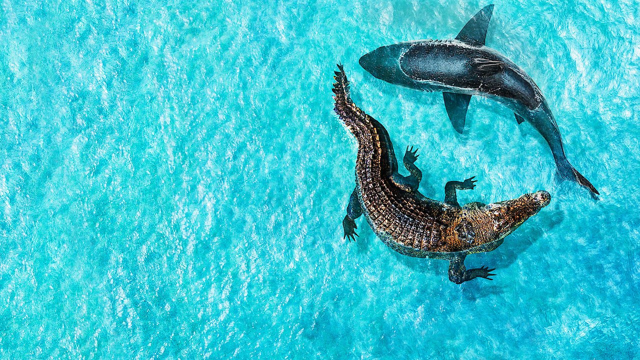 Jaws vs. Mega Croc
