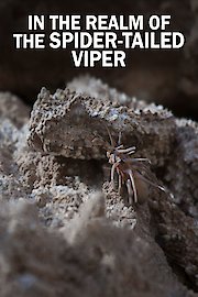 In the Realm of the Spider-Tailed Viper