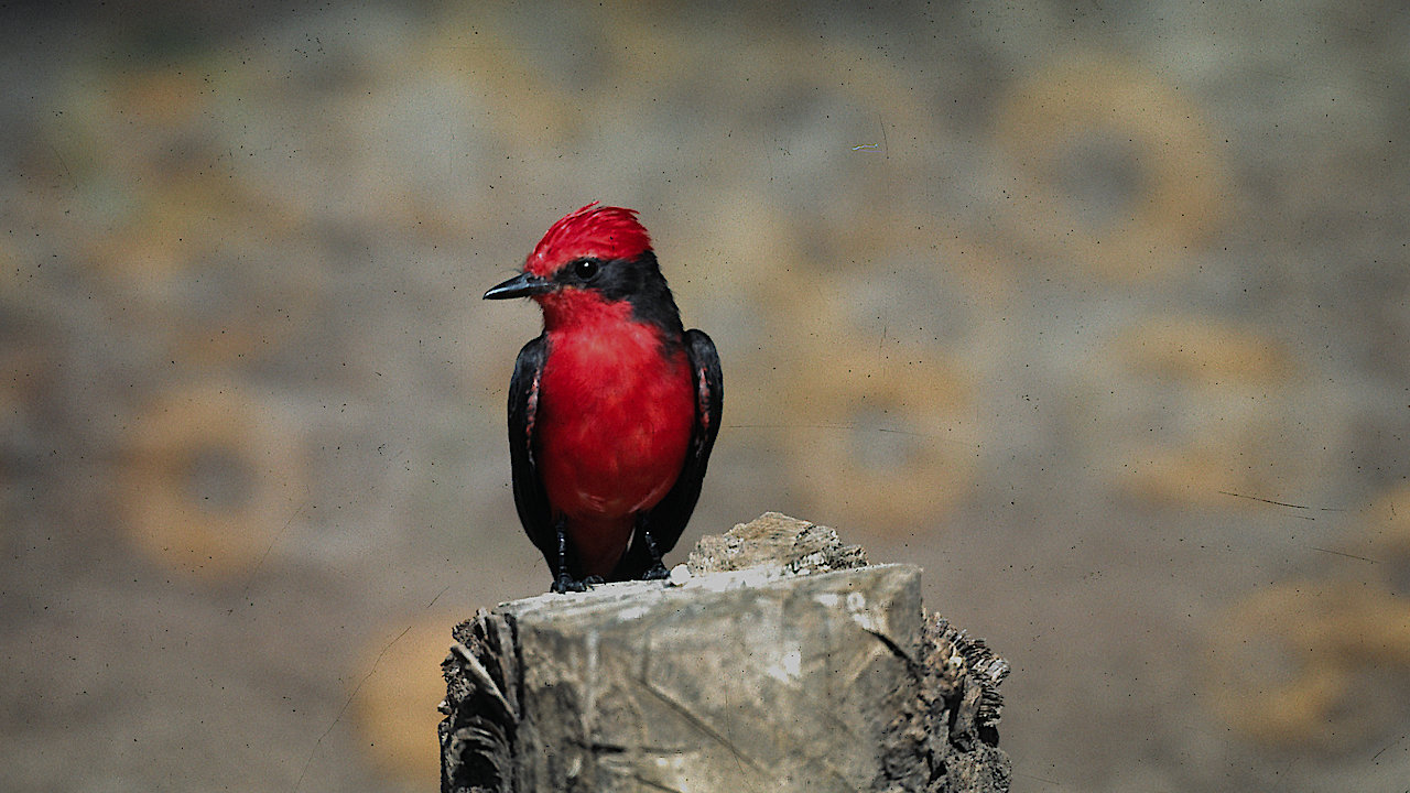 Wildlife With No Barriers